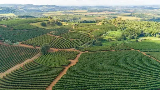 coffee fields